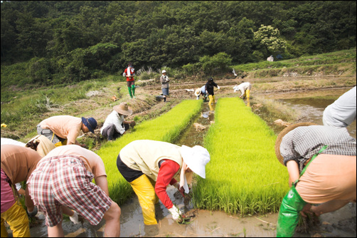 모찌기. 뿌리가 깊고 튼튼하게 내려서 쪄 내는 데 힘들었습니다. 